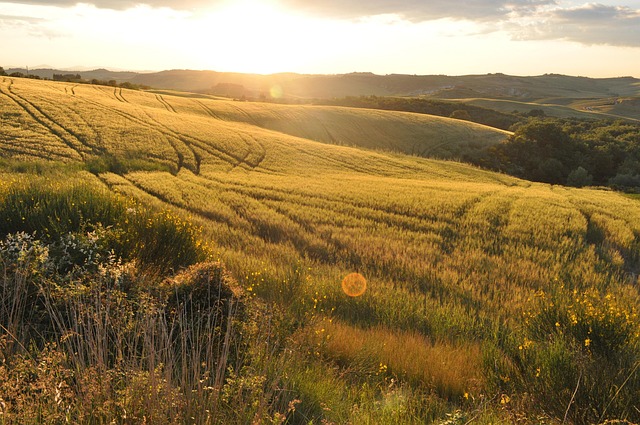 Autumn harvest in Tuscany with vineyards and rolling hills