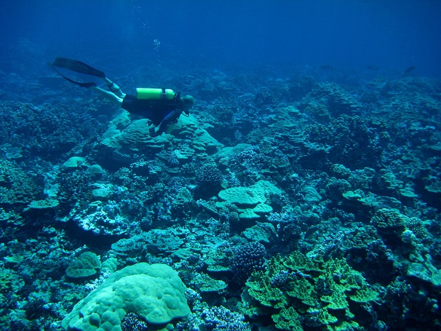 A diver exploring vibrant coral reefs in the Red Sea, with clear blue water and tropical fish visible.