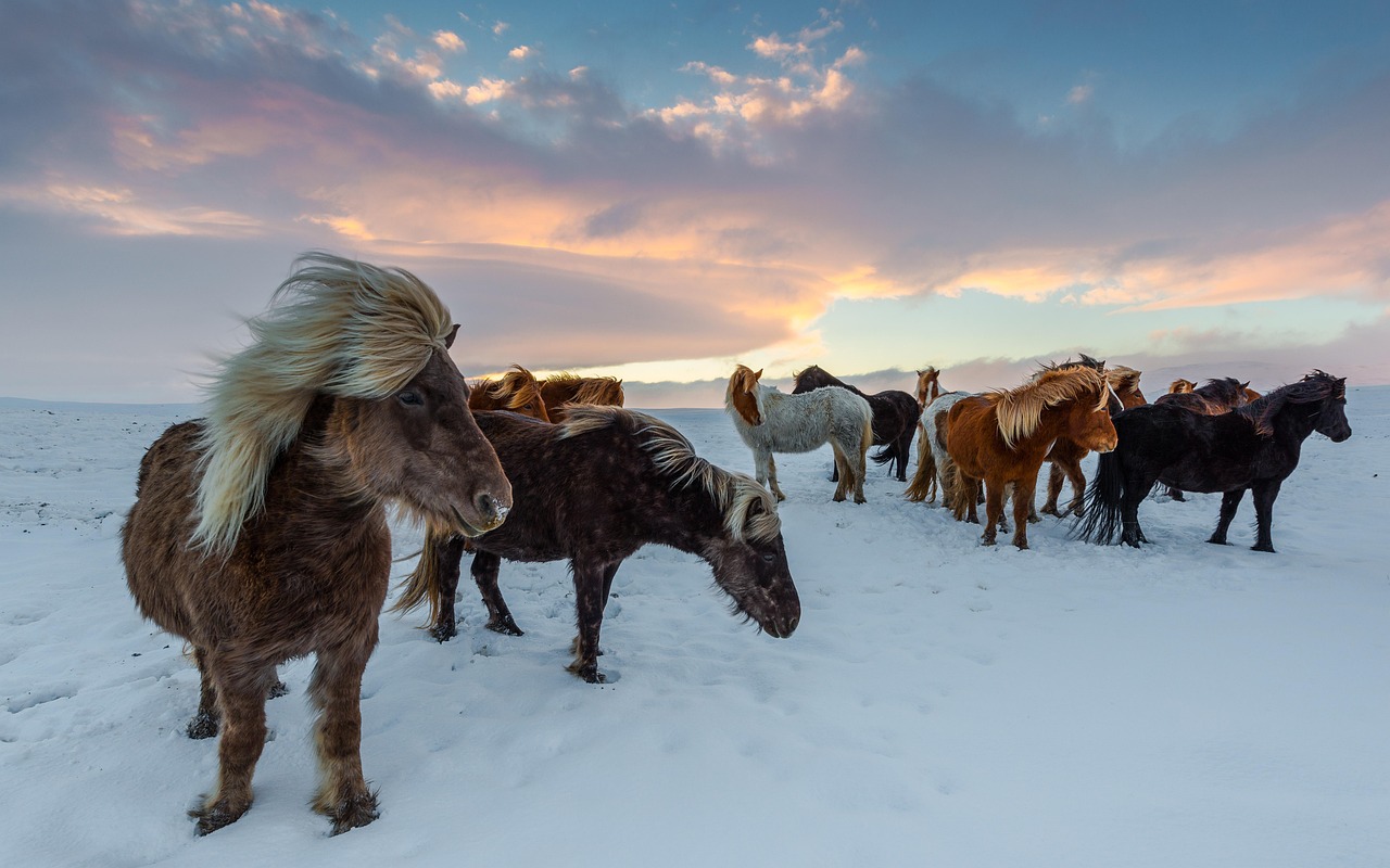 Icelandic nature