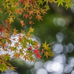 Japan autumn leaves