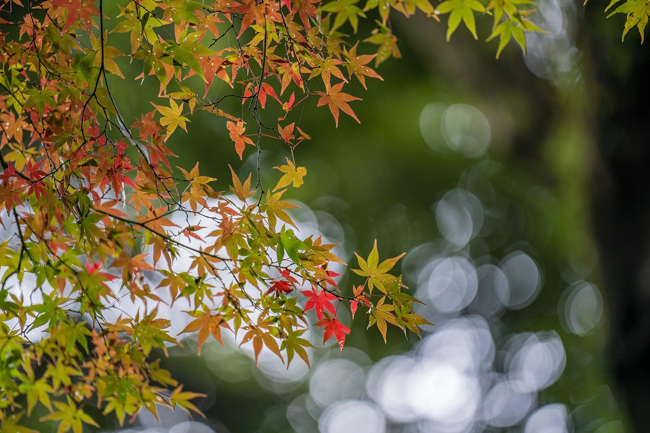 Japan autumn leaves