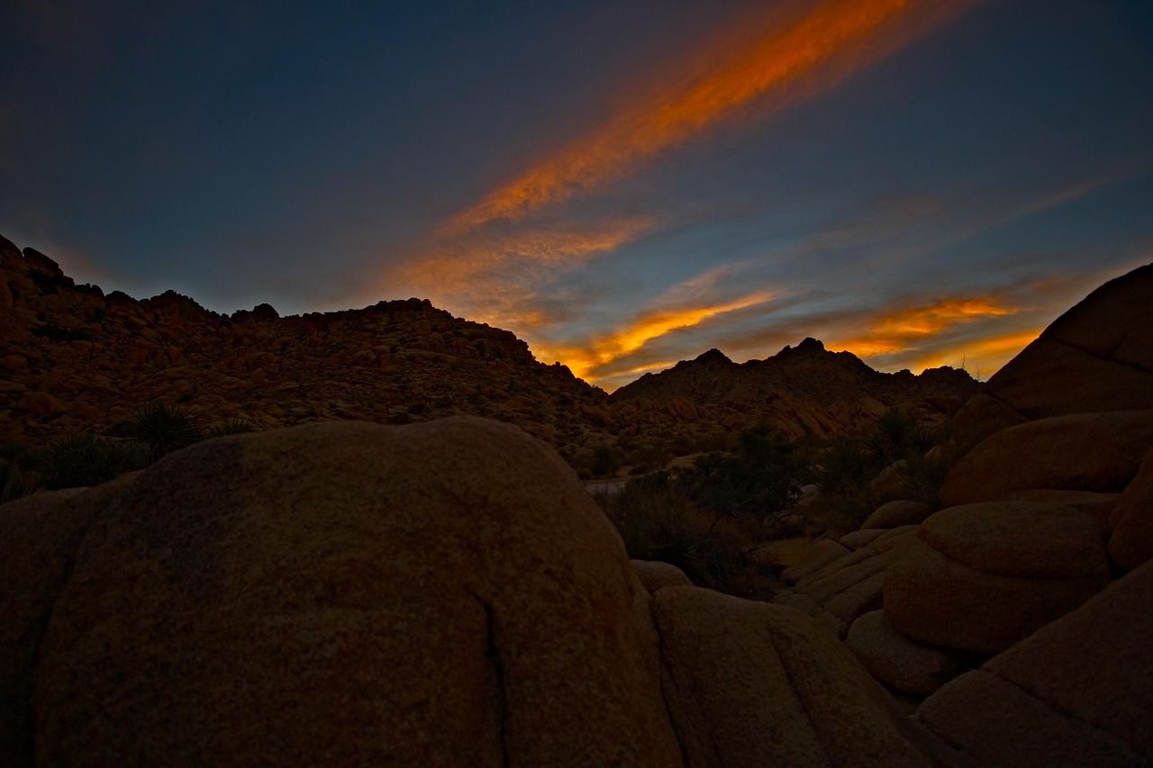 joshua tree landscape