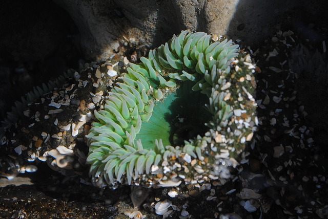 Tide pools at Crystal Cove State Park with diverse marine life visible