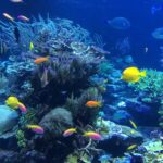vibrant coral reef snorkeling