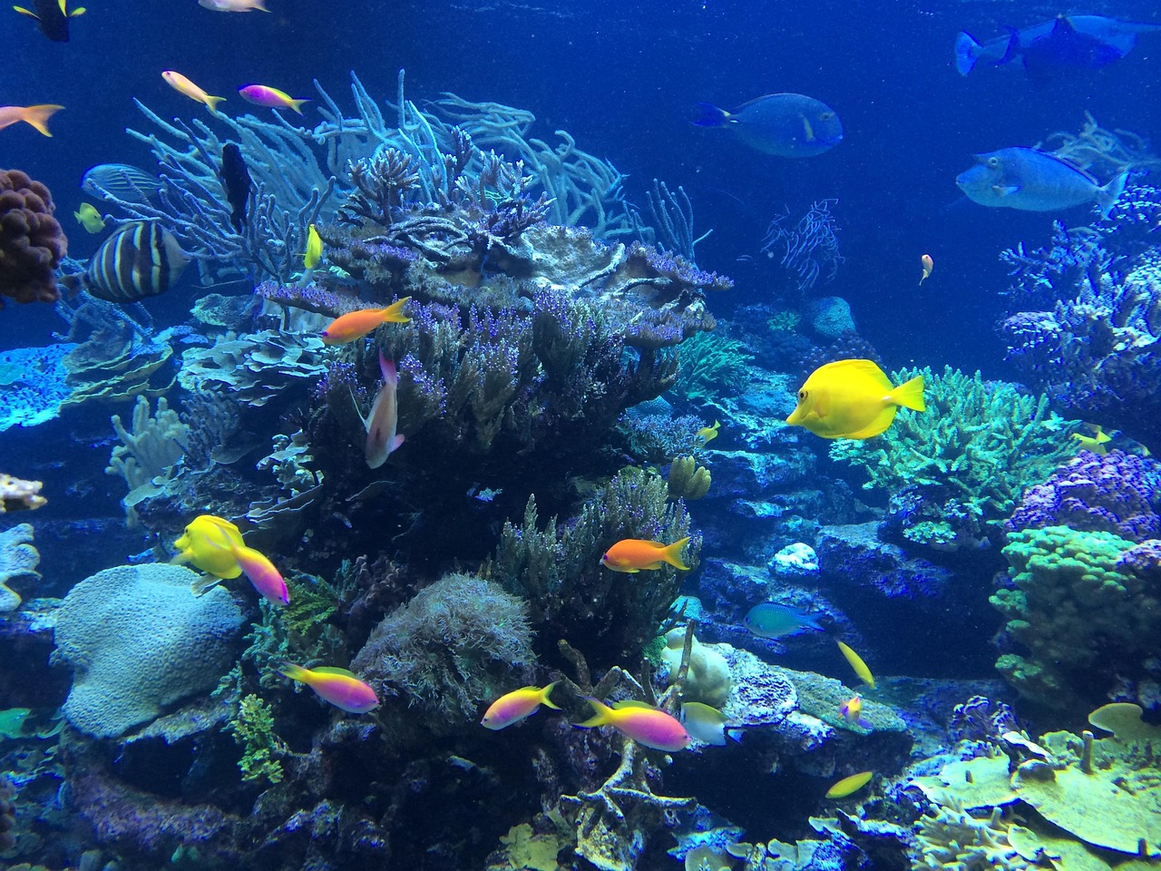vibrant coral reef snorkeling