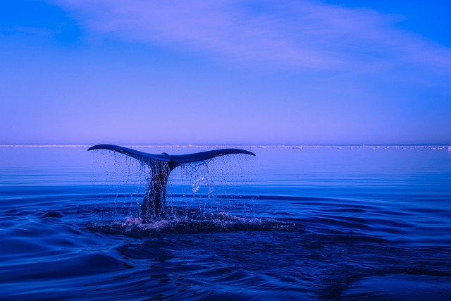Whale breaching during a Cabo whale watching tour (things to do in cabo)