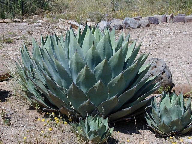 Blue agave fields stretching across the landscape near Tequila, Jalisco
