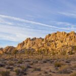 joshua tree landscape