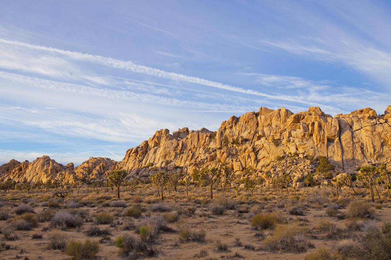 joshua tree landscape