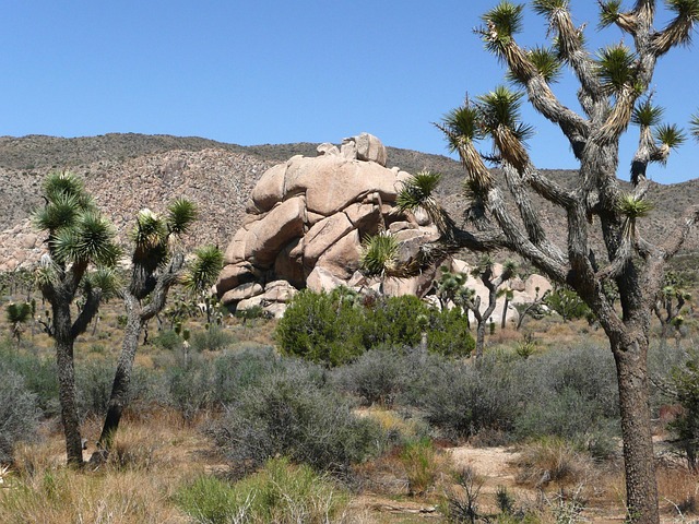 Park ranger at Joshua Tree Visitor Center assisting visitors